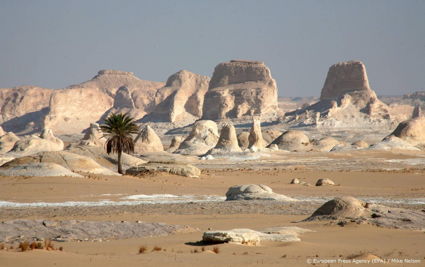 AI helpt aantal bomen in de Sahara in kaart te brengen
