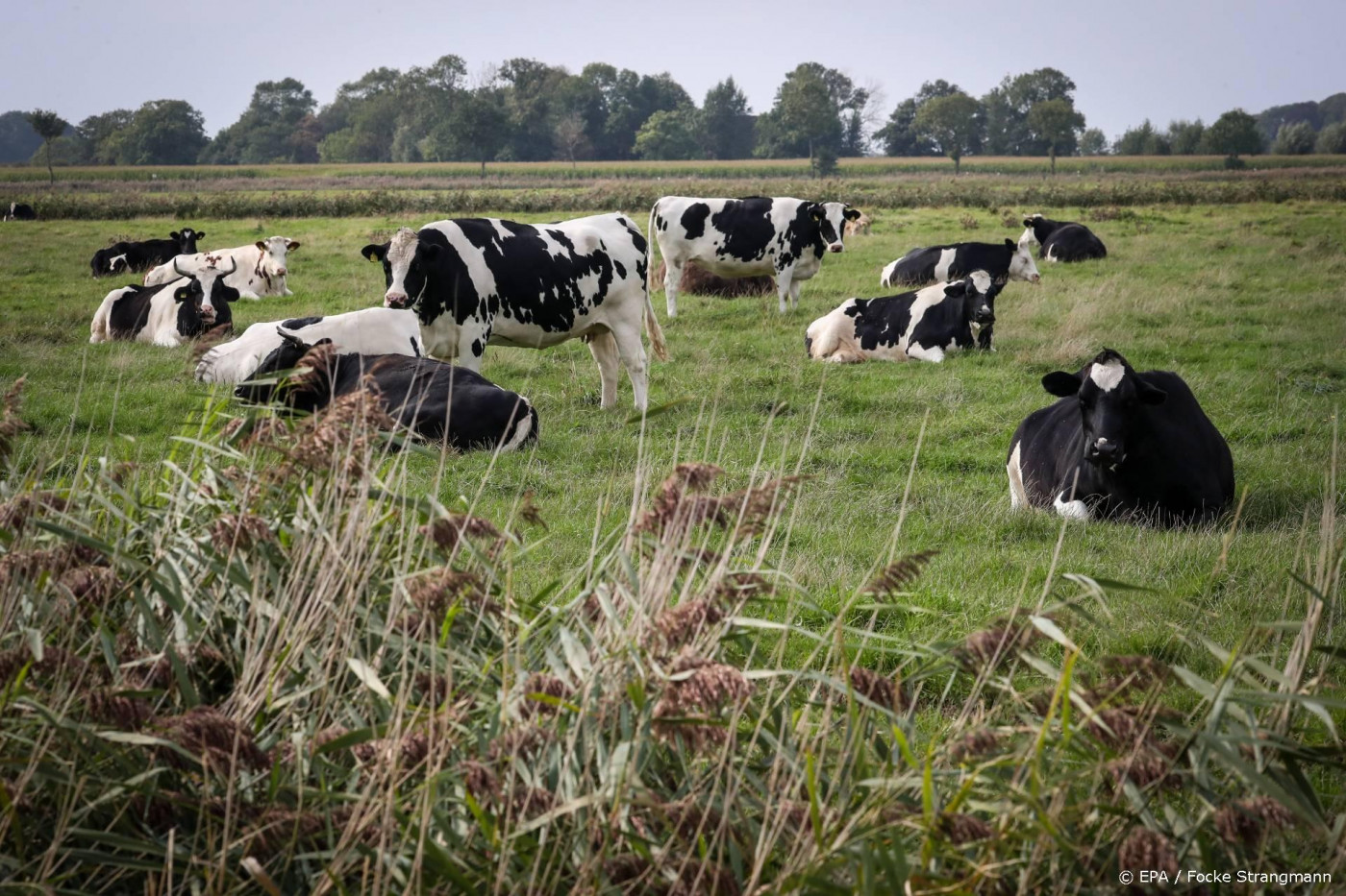 Machine learning in veehouderij kan ziekte voorkomen