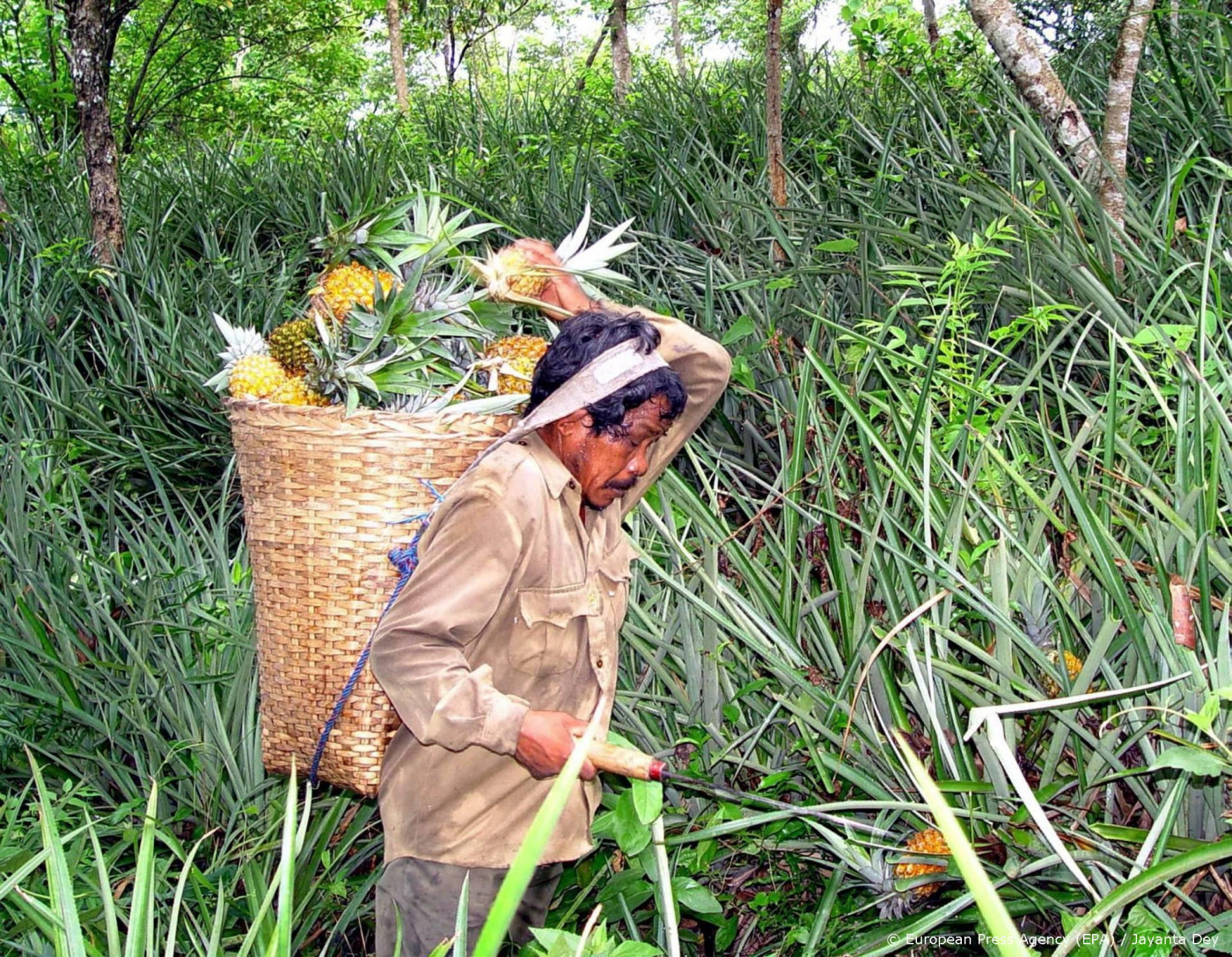 Maleisische onderzoekers bouwen drone van ananasbladeren