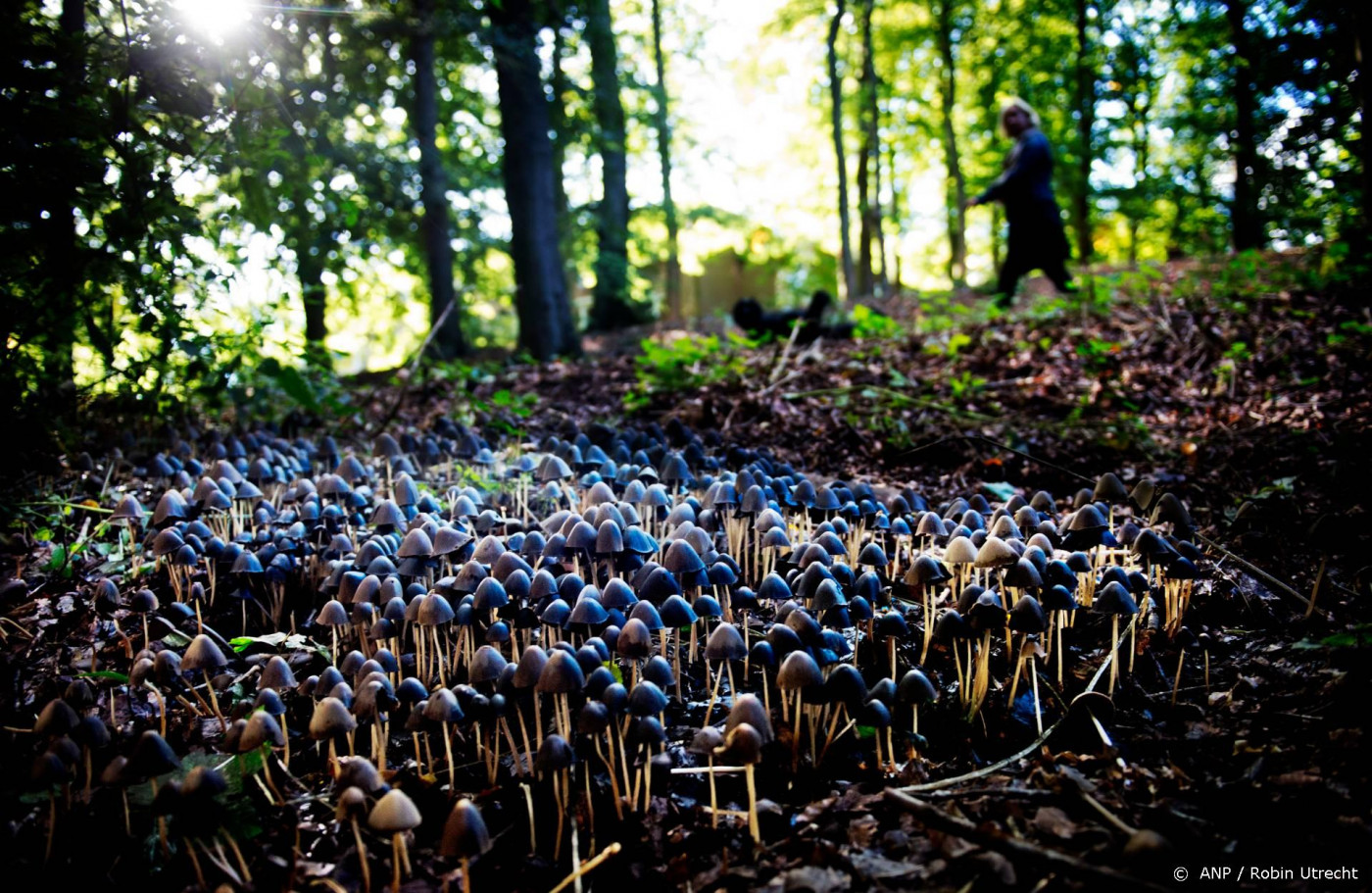 Medicijnen maken met schimmels en AI