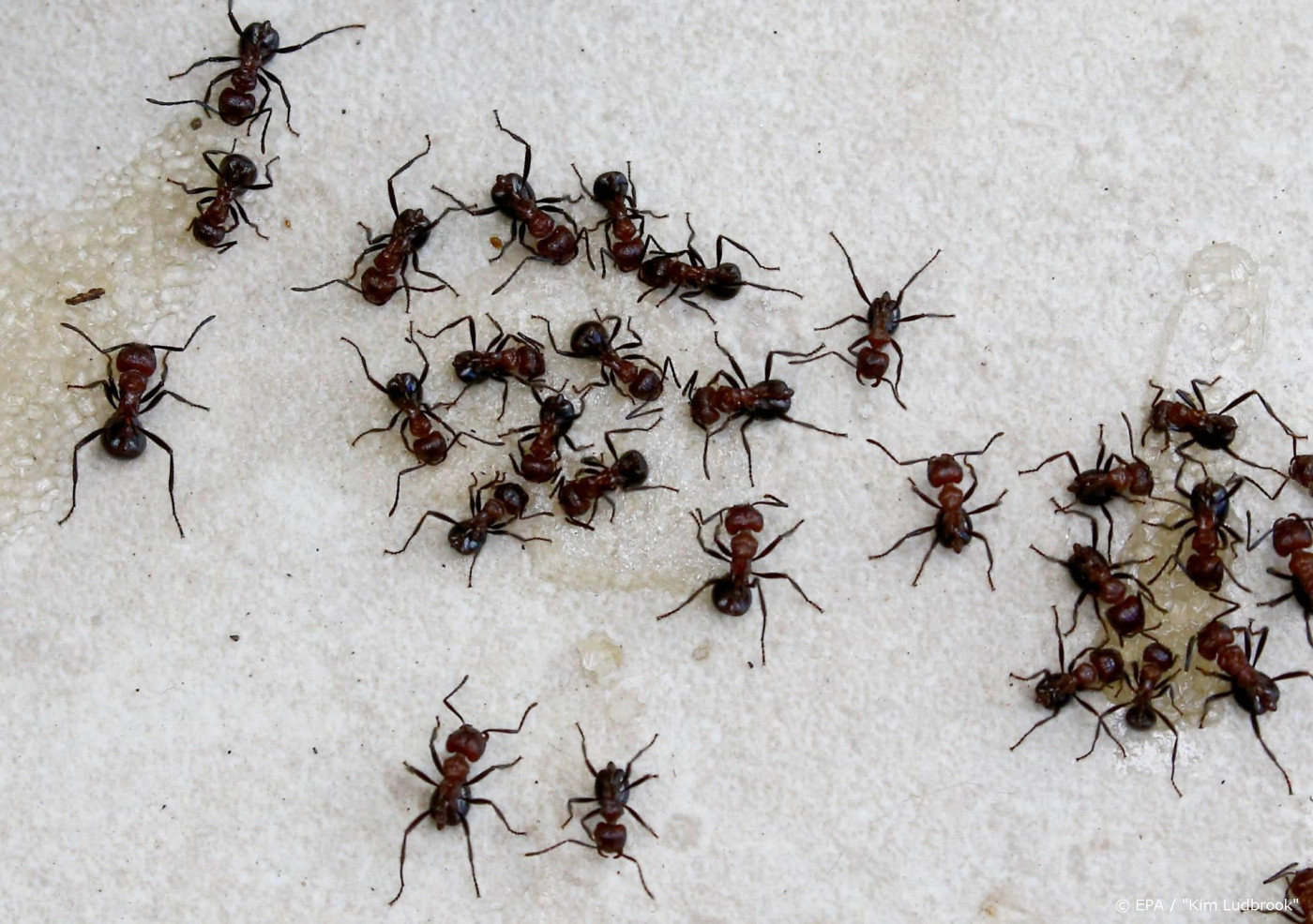 Nederlandse bedrijven bouwen mierenzuur-aggregaat