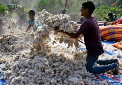 Dankzij AI gebruiken katoenboeren uit India minder pesticiden