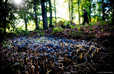 Medicijnen maken met schimmels en AI