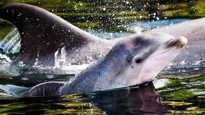 Robotdolfijn kan einde maken aan dolfijnen in gevangenschap