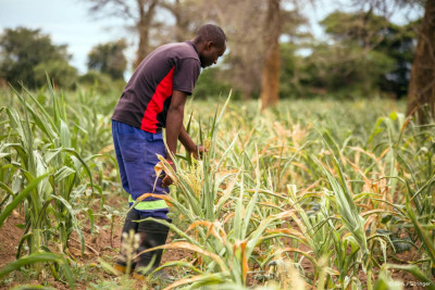 Zambiaanse boeren herkennen plantenziektes met AI